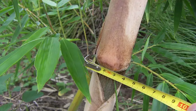 Measuring The Bamboo